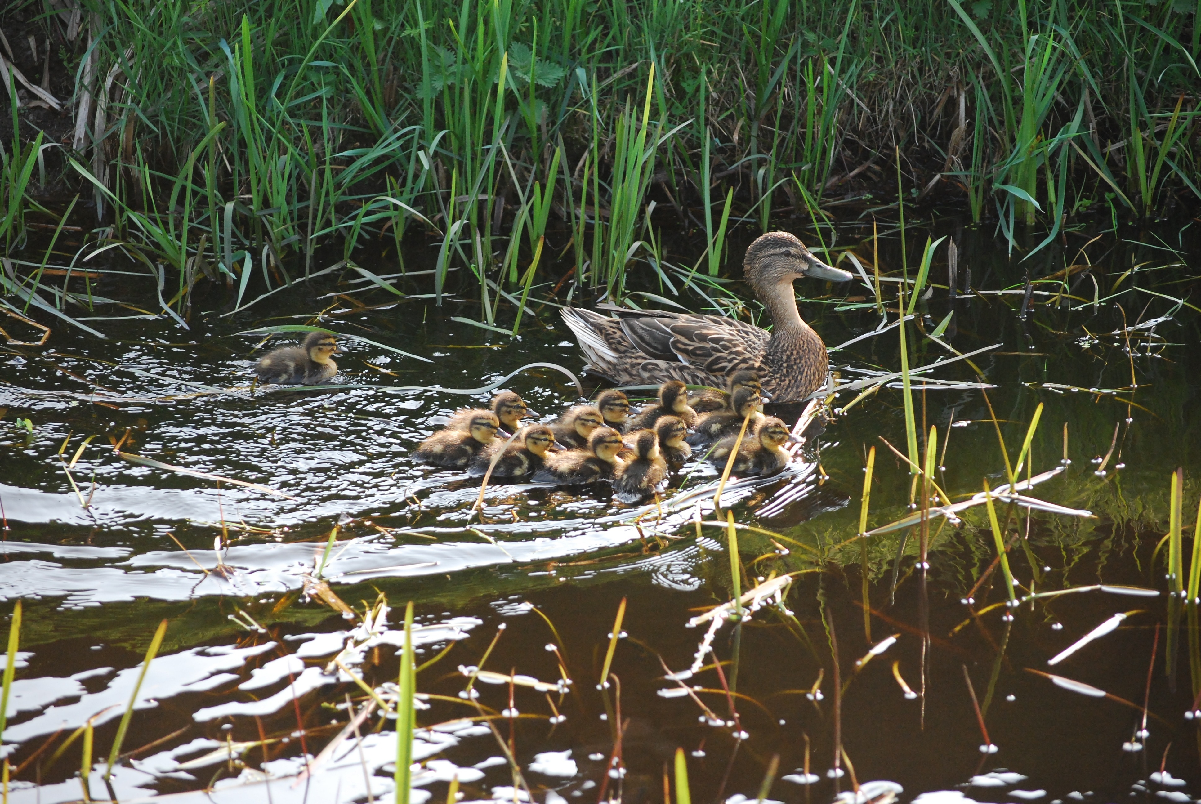Ducklings, Chicks, Duck Family, Duck, young bird, animals in the wild