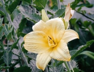 Daylily, Yellow, Blossom, Lily, Bloom, flower, plant thumbnail