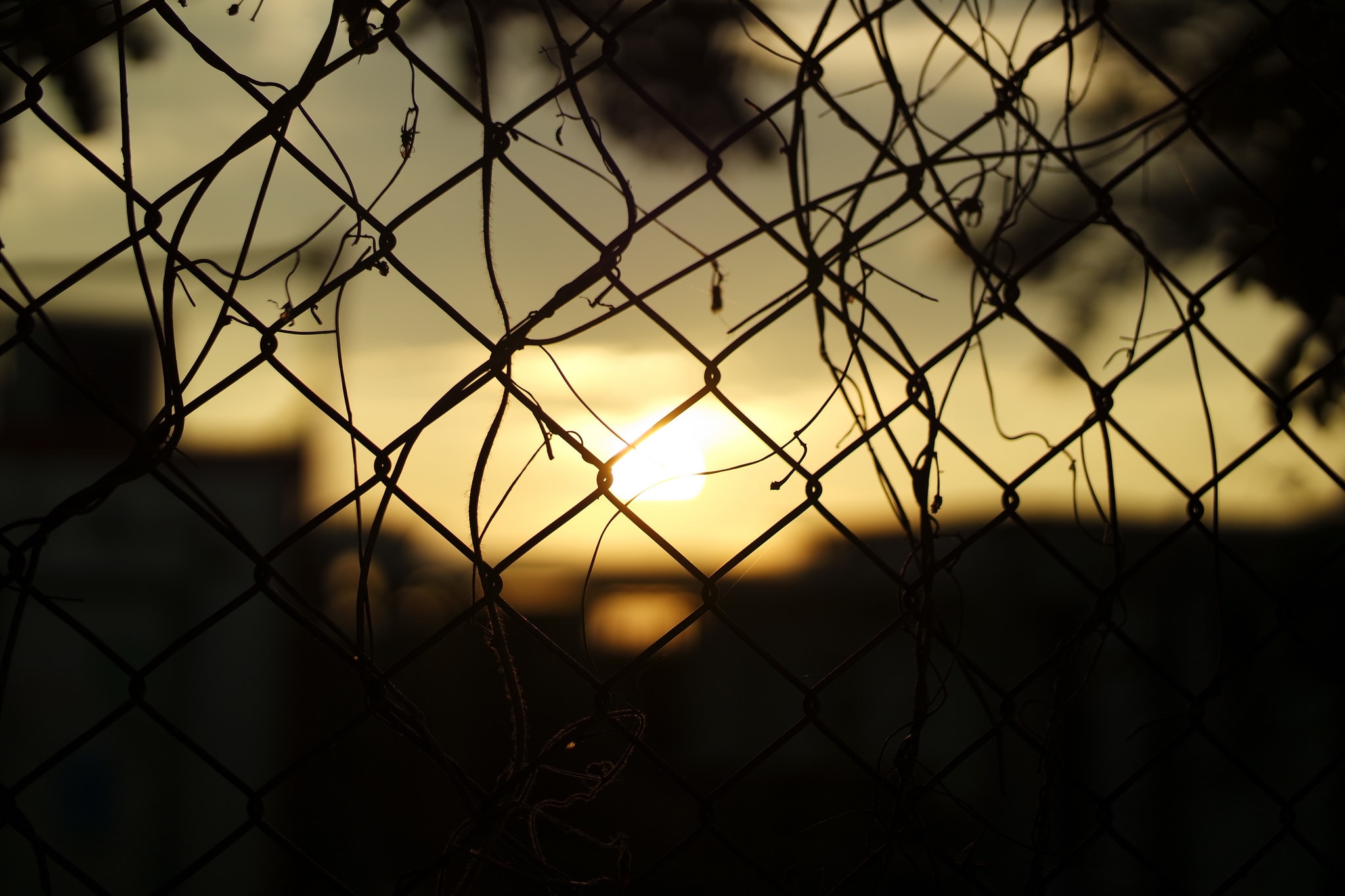 gray metal fence during sunset