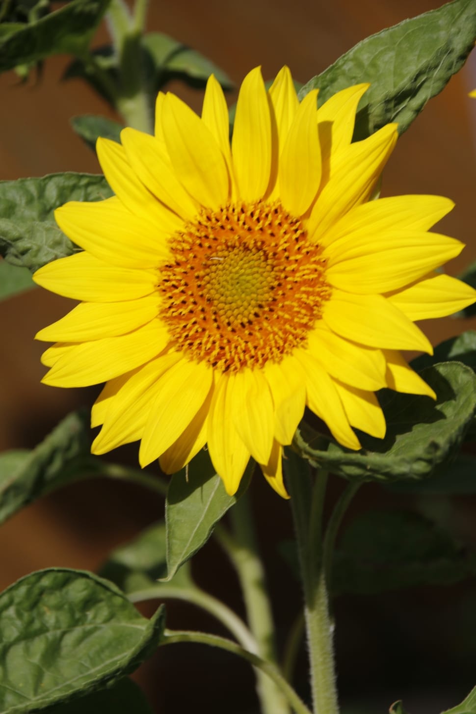 sunflower decor preview