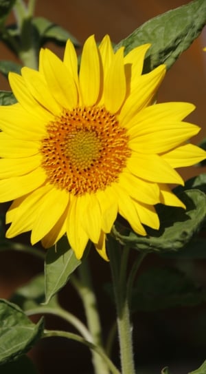 sunflower decor thumbnail