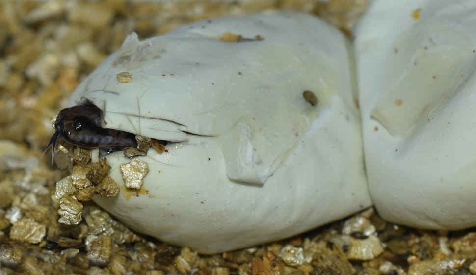 hatching baby snake in close up photography preview