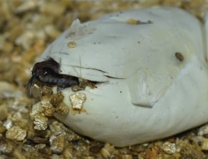hatching baby snake in close up photography thumbnail