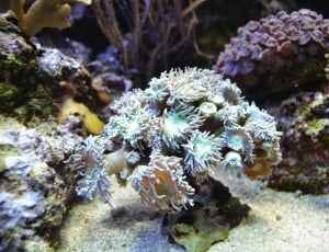 white black and blue coral reef thumbnail