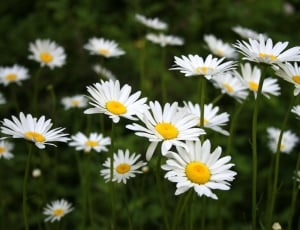white daisies photo thumbnail