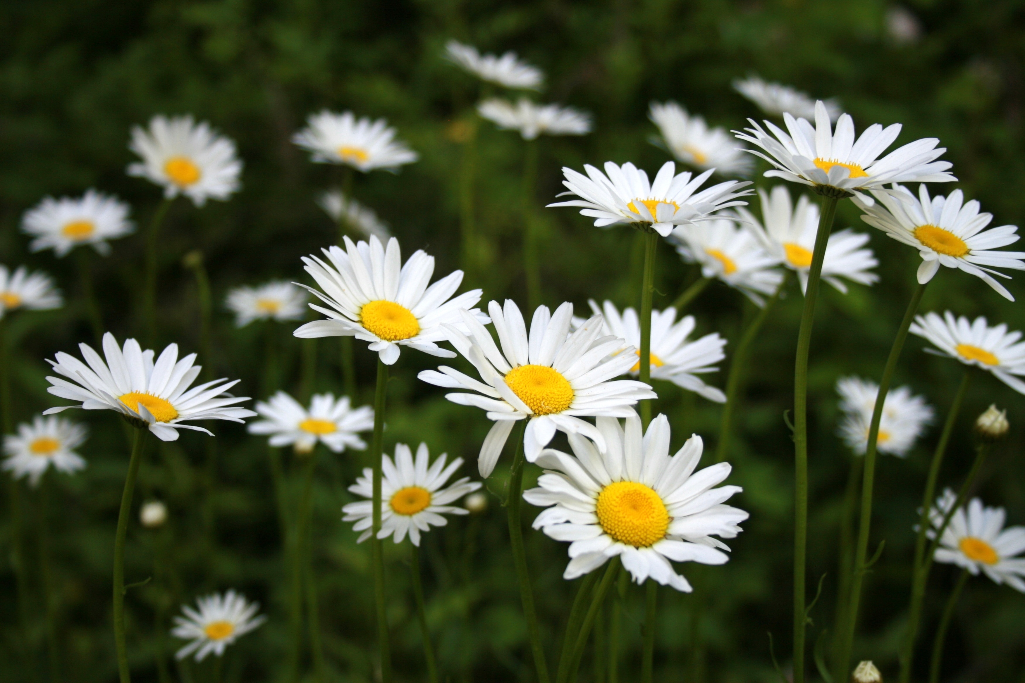 white daisies photo