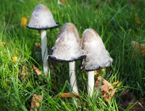 Schopf Comatus, Mushroom, Comatus, mushroom, fungus thumbnail