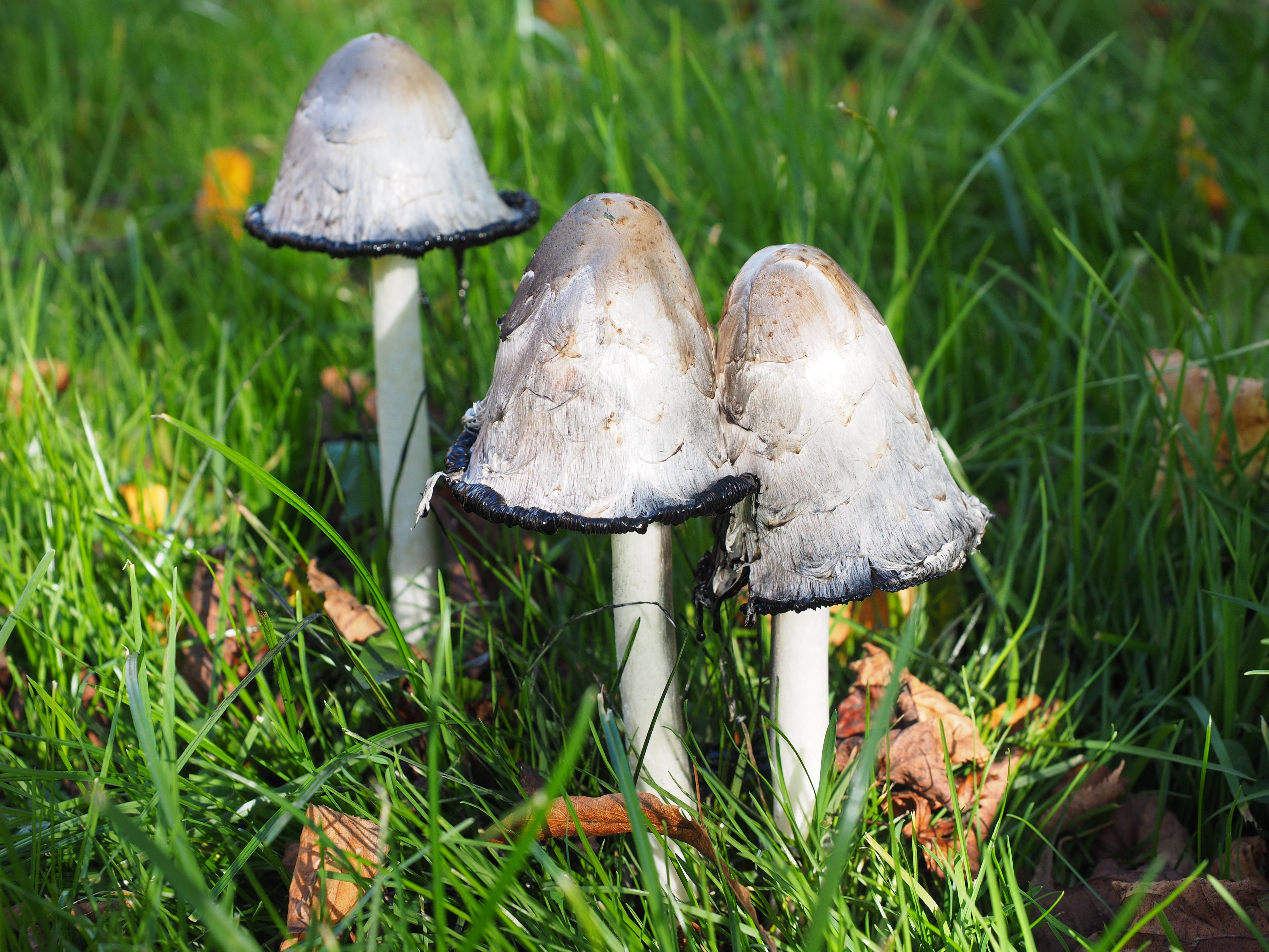 Schopf Comatus, Mushroom, Comatus, mushroom, fungus