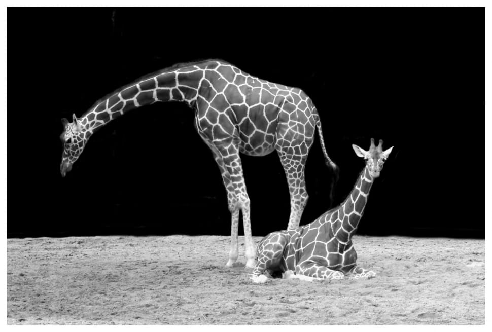 Black And White, Neck, Giraffe, Animal, one animal, giraffe preview