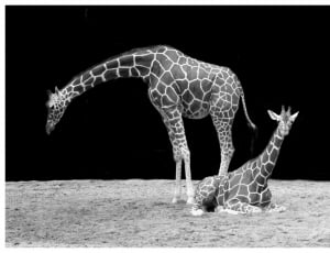 Black And White, Neck, Giraffe, Animal, one animal, giraffe thumbnail