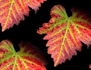 green and red coleus plant thumbnail
