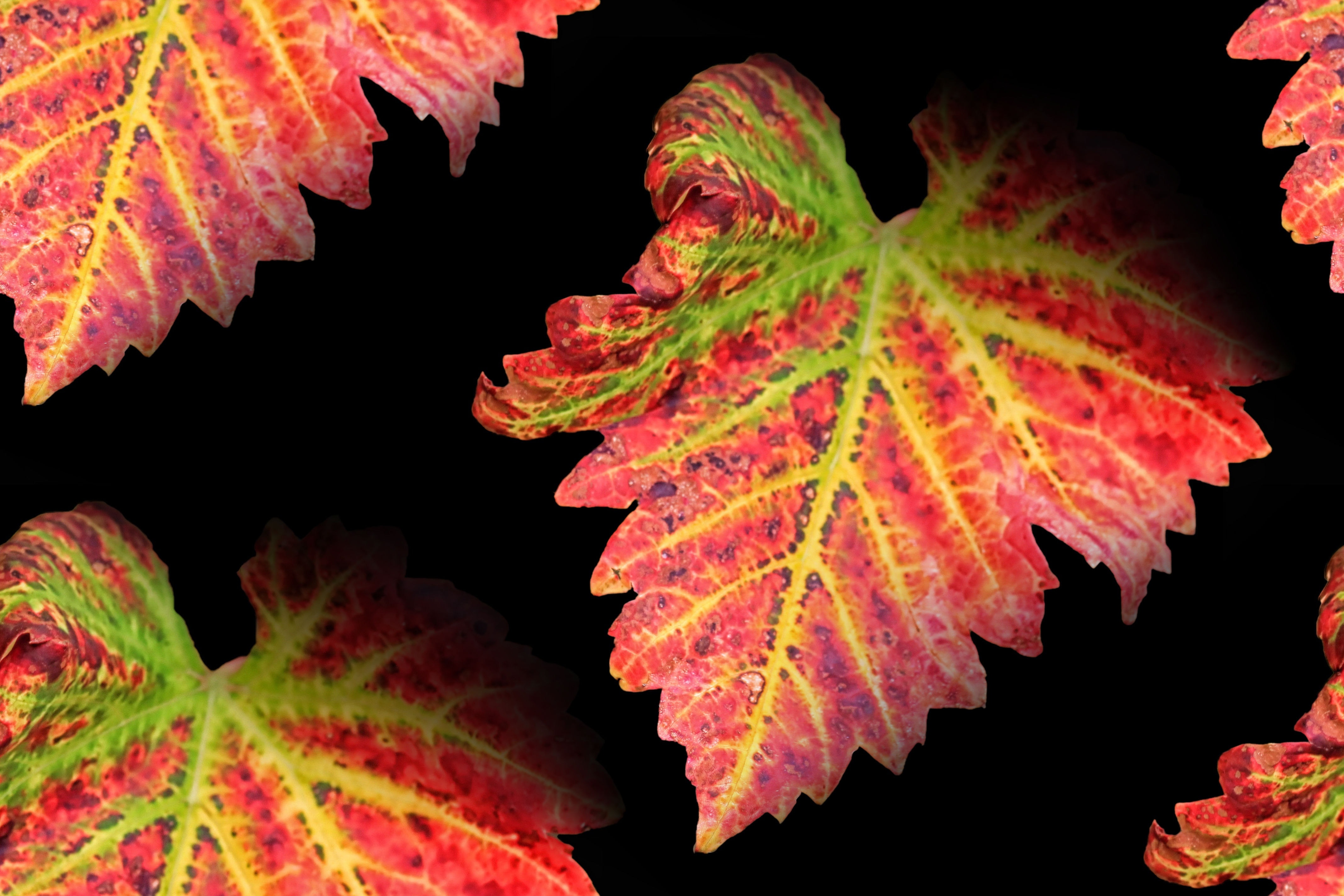 green and red coleus plant