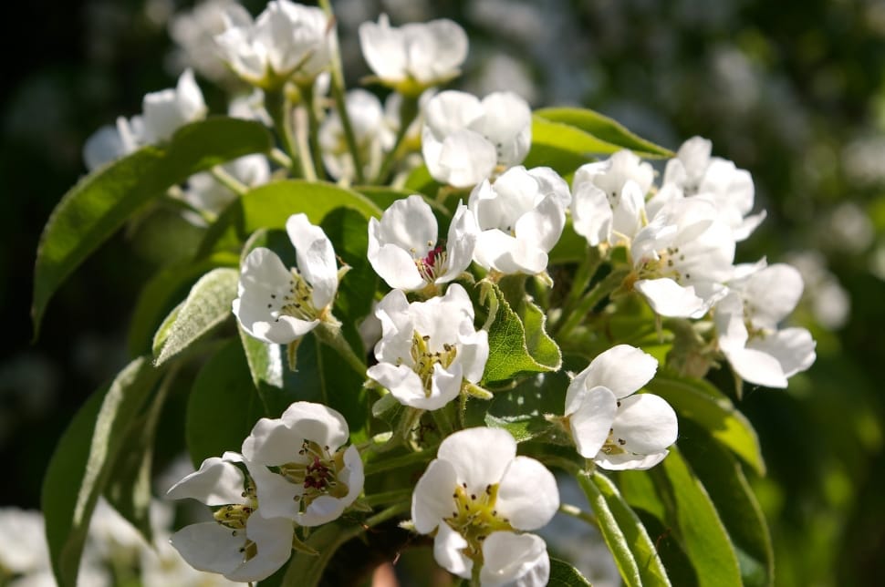 Pear Tree, Tree, Spring, Petals, Flowers, flower, plant preview