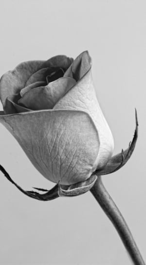 rose in grey scale photo thumbnail