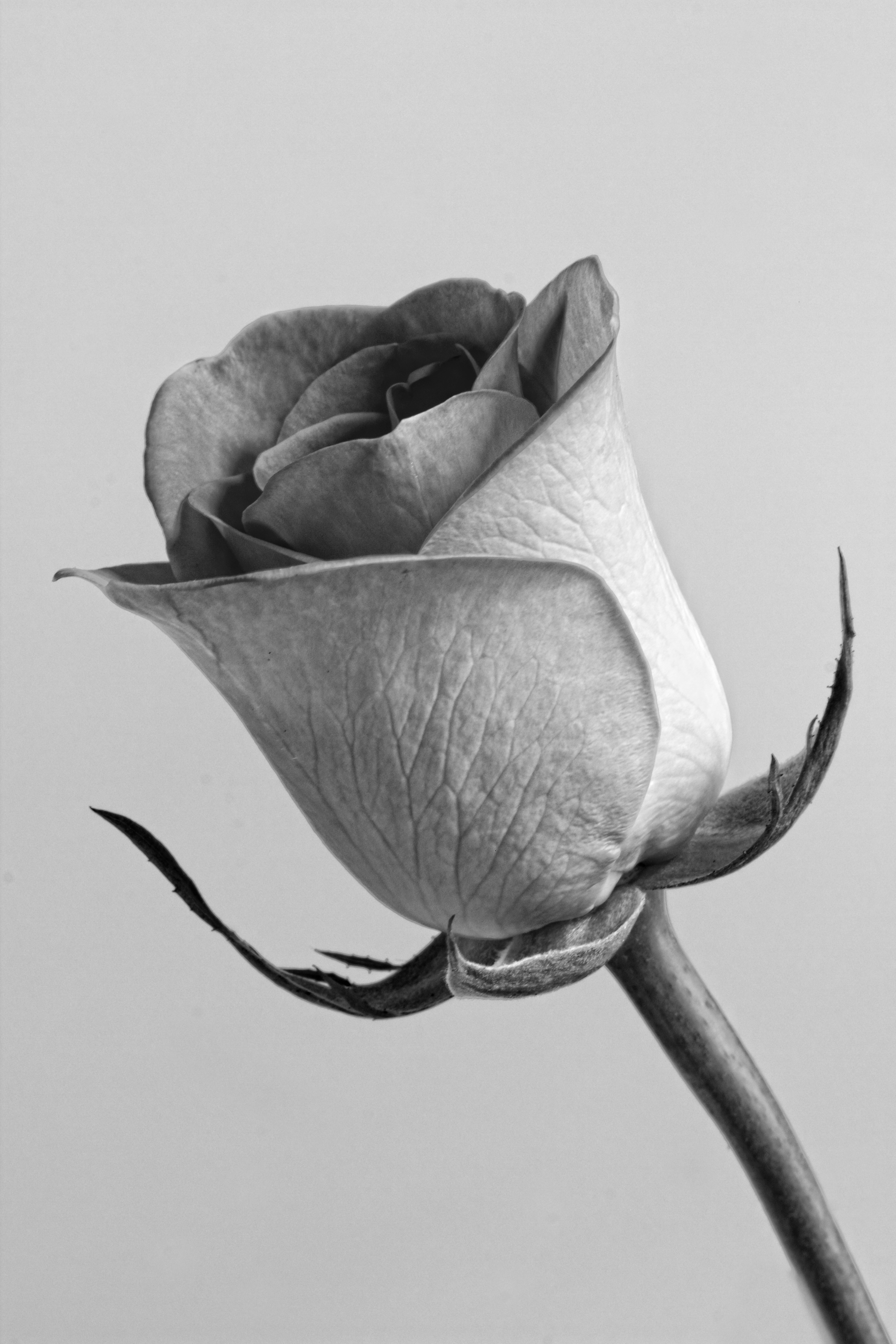 rose in grey scale photo