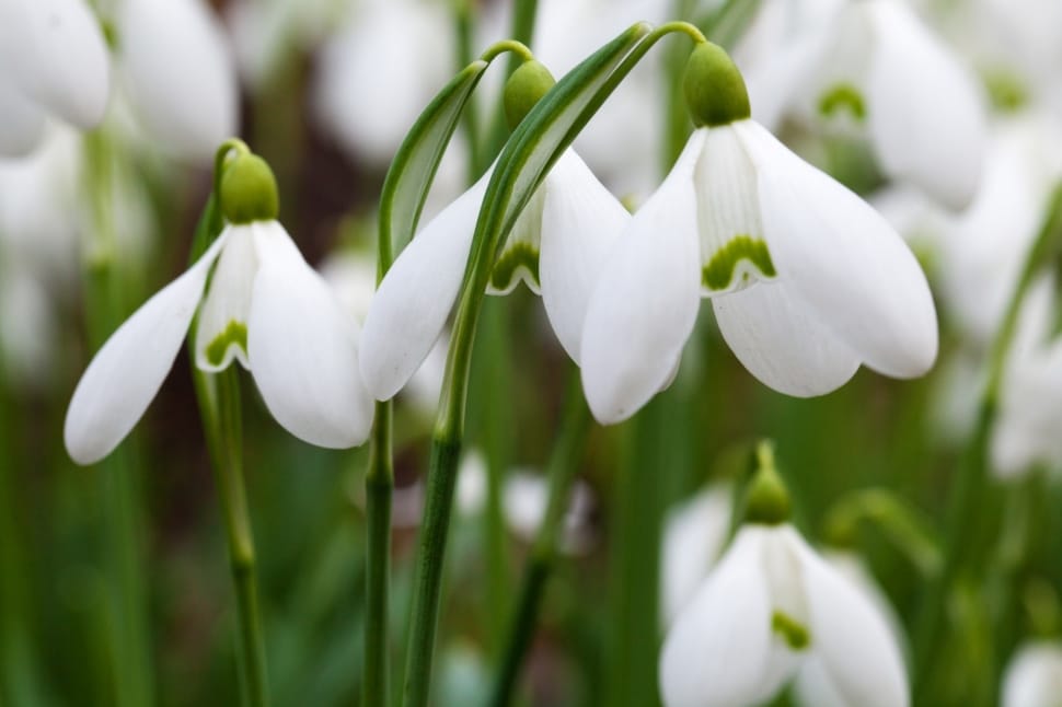 white snowdrop flowers in close up photography preview