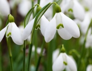 white snowdrop flowers in close up photography thumbnail
