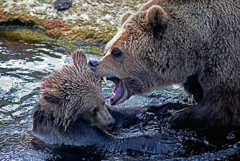 grizzly bear and bear cub in body of water preview