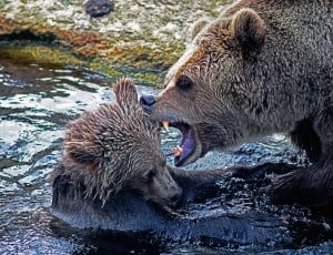grizzly bear and bear cub in body of water thumbnail