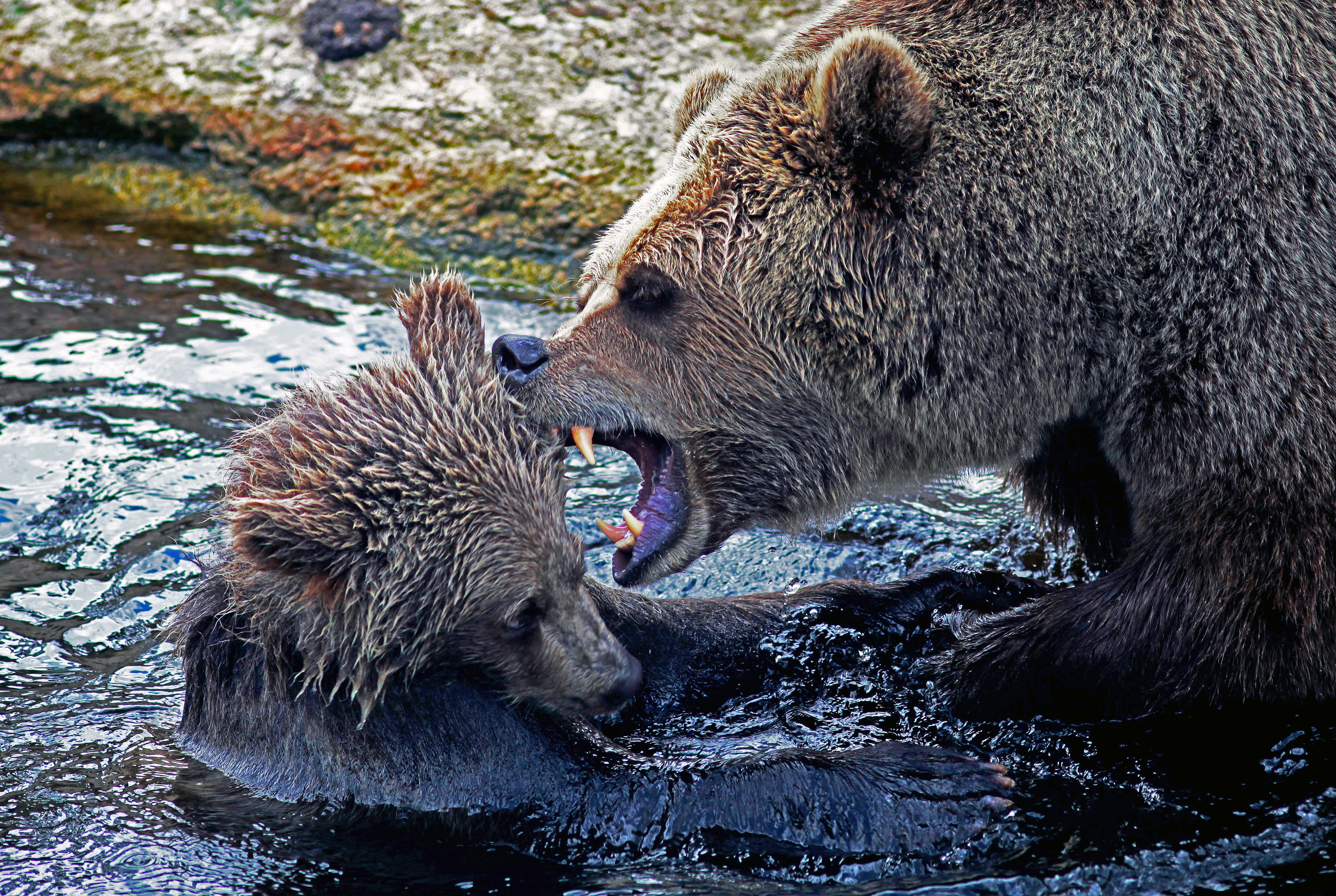 grizzly bear and bear cub in body of water