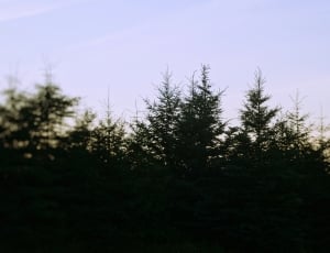 green leafed trees thumbnail
