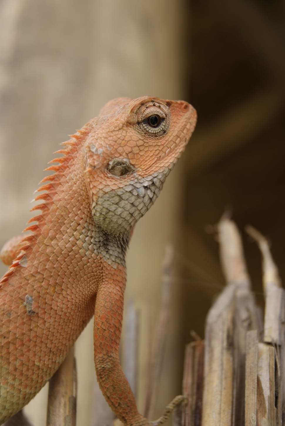 close-up photo of brown lizard preview