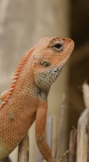 close-up photo of brown lizard thumbnail