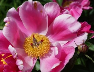pink petaled flower in close-up photography thumbnail