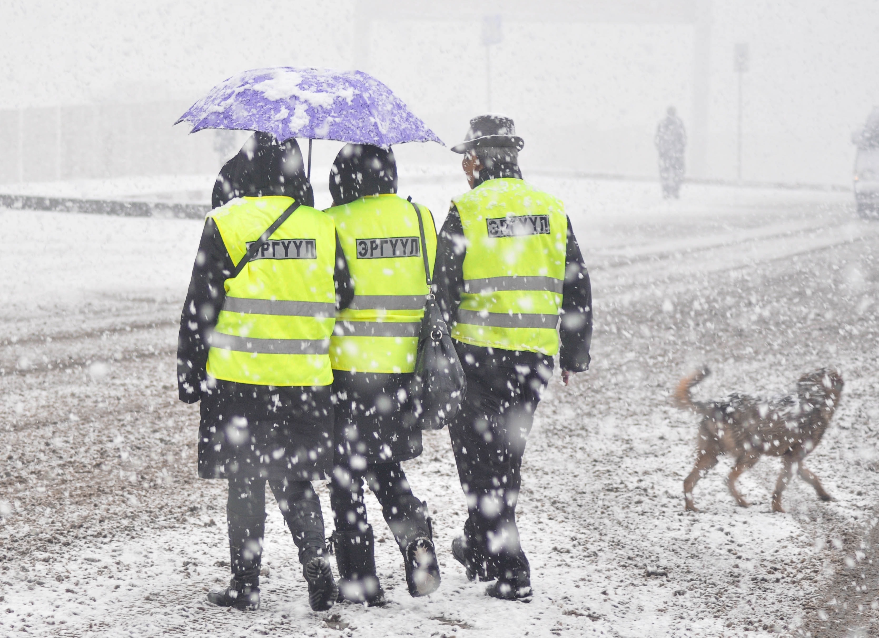 Cold, Dog, Snow, Umbrella, Patrols, rain, wet