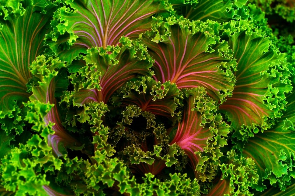 green leafy vegetable preview