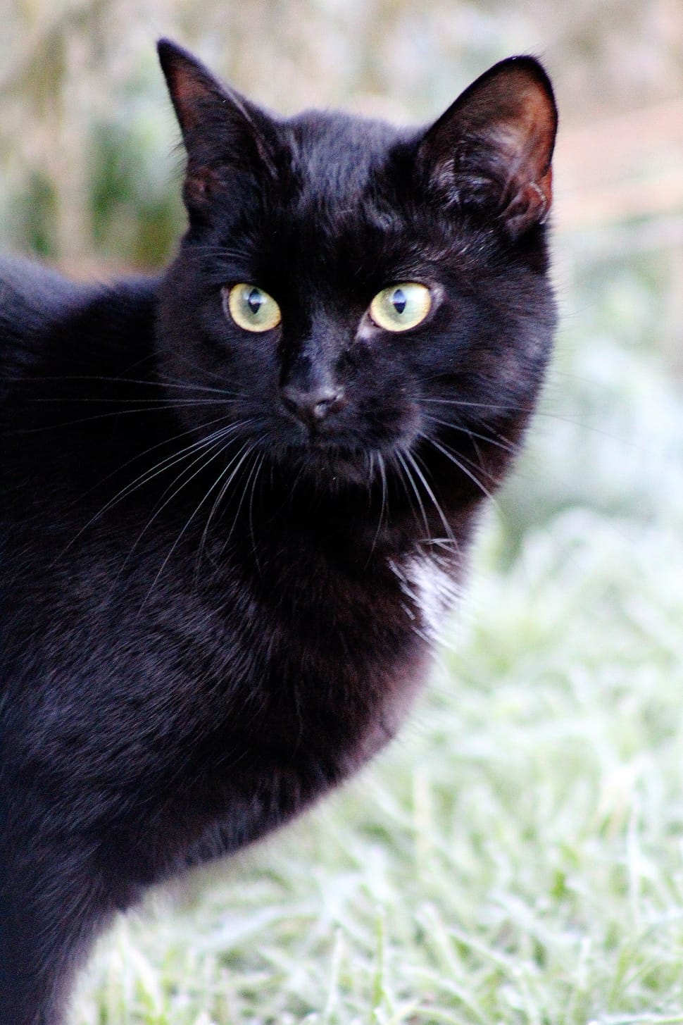 selective focus of bombay cat preview