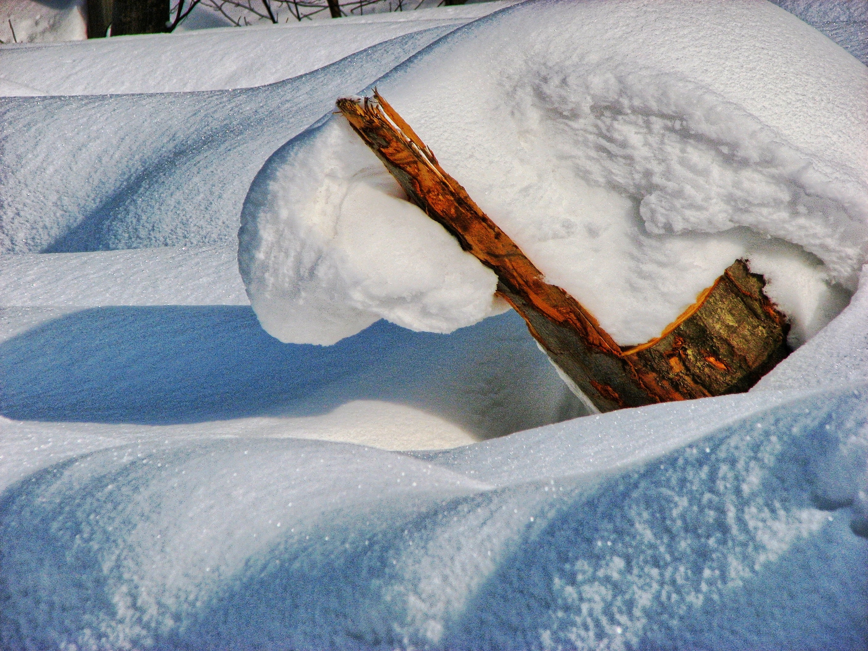 snow covered log