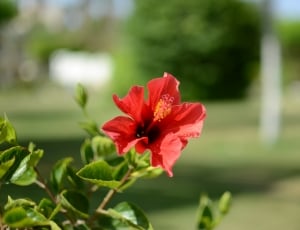 red hibiscus rosa sinensis thumbnail