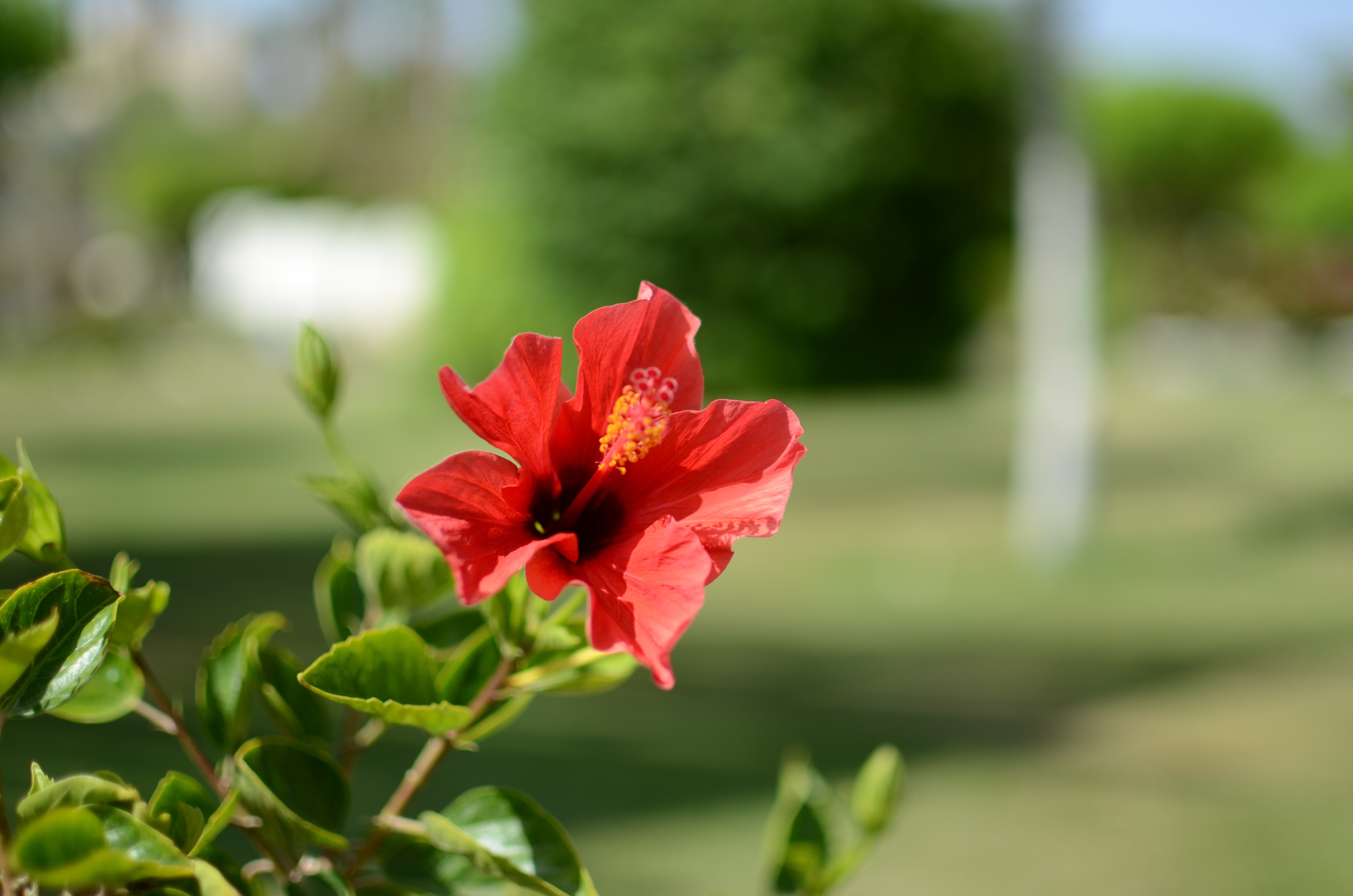 red hibiscus rosa sinensis