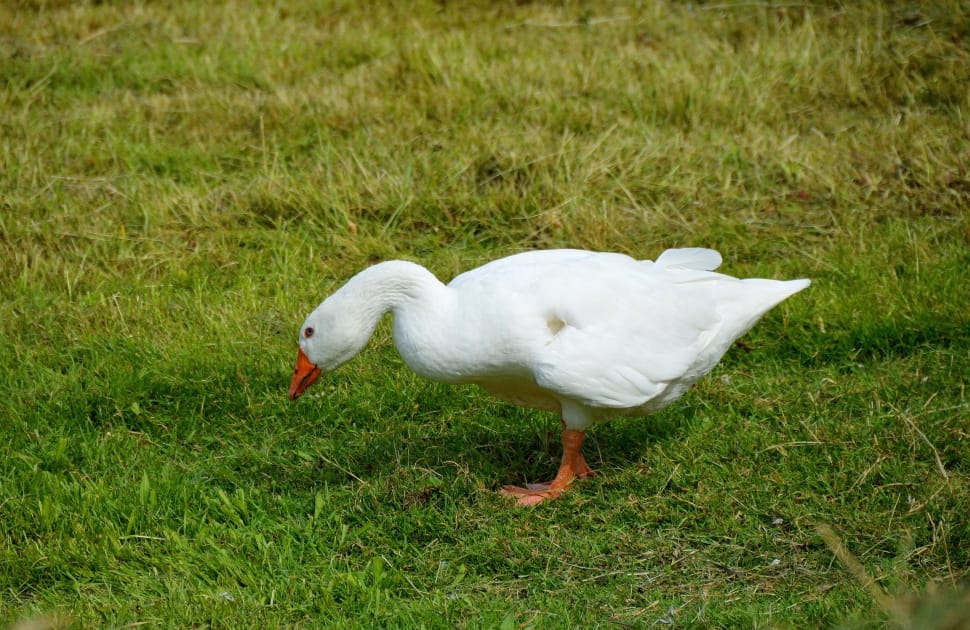 white goose on green grass preview
