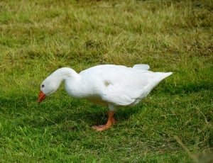white goose on green grass thumbnail