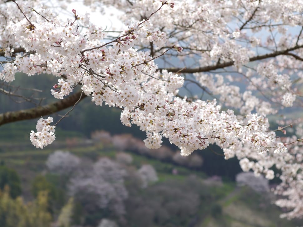 Mountain, Kumamoto, Cherry, Japan, tree, cherry blossom preview