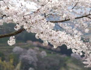 Mountain, Kumamoto, Cherry, Japan, tree, cherry blossom thumbnail