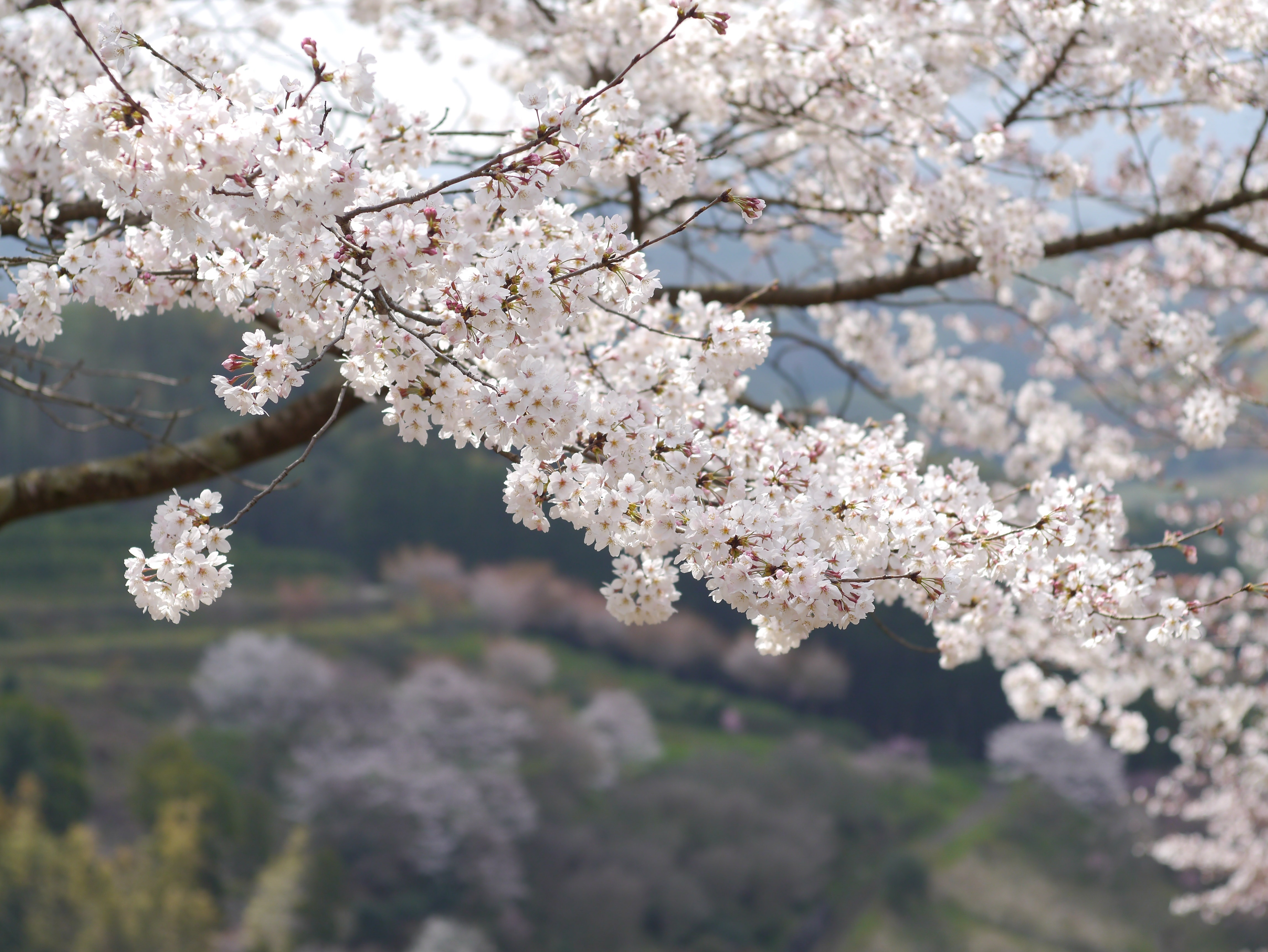 Mountain, Kumamoto, Cherry, Japan, tree, cherry blossom