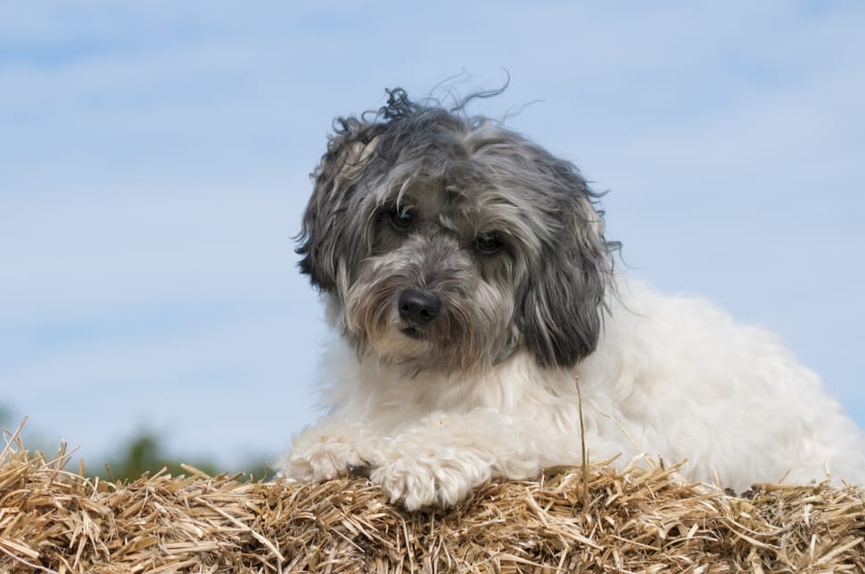 white and black long coated terrier preview
