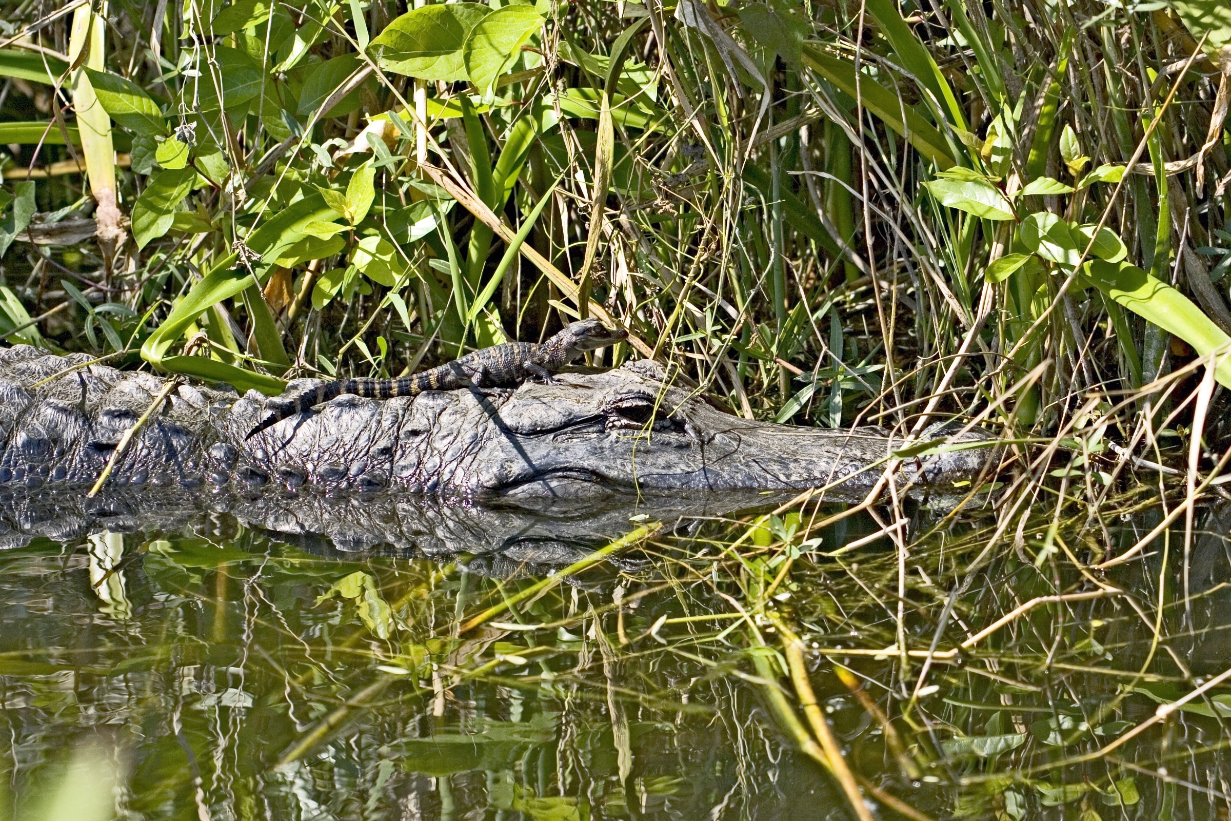 gray alligator