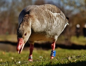 brown goose standing on green grass during daytime thumbnail