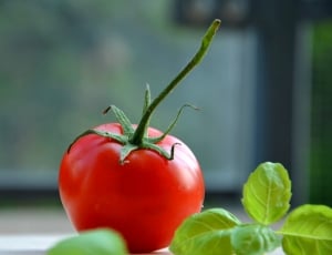 Food, Tomato, Healthy, Fresh, Basil, ,  thumbnail