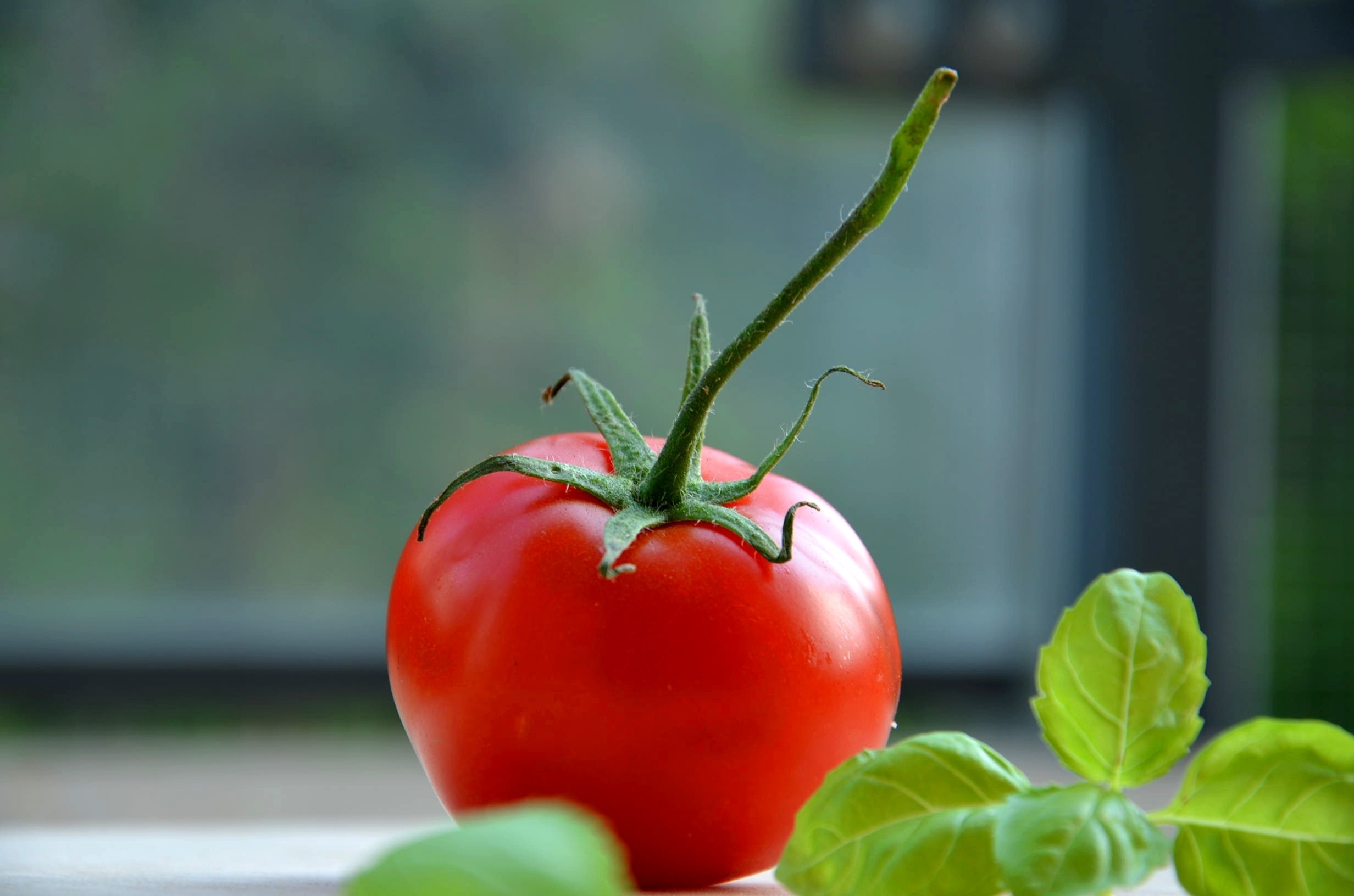 Food, Tomato, Healthy, Fresh, Basil, , 
