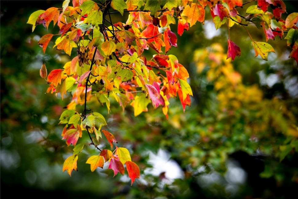 Section, Color, Autumn, Leaf, Tree, autumn, leaf preview