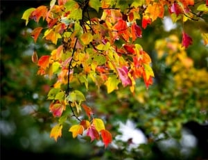 Section, Color, Autumn, Leaf, Tree, autumn, leaf thumbnail