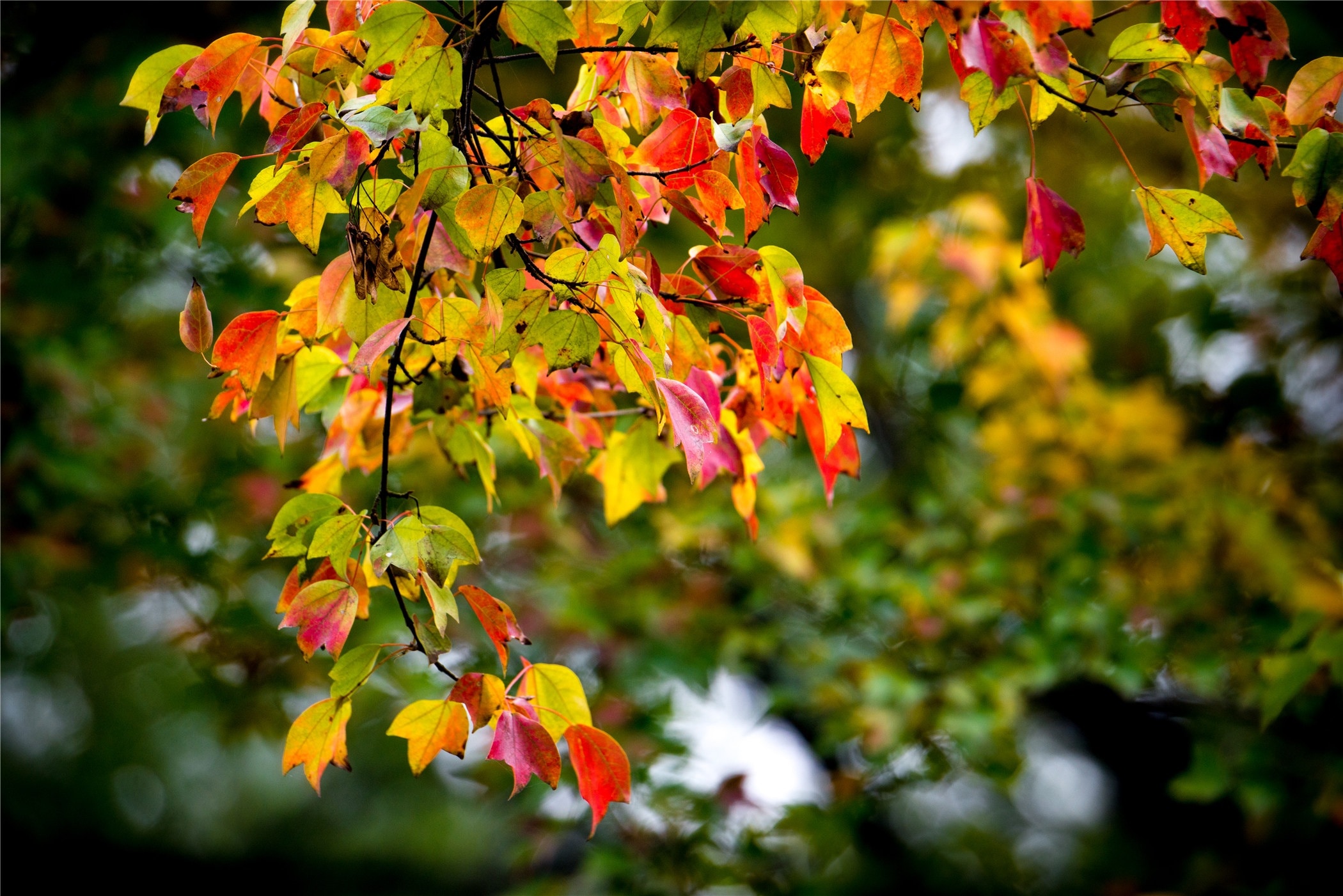 Section, Color, Autumn, Leaf, Tree, autumn, leaf