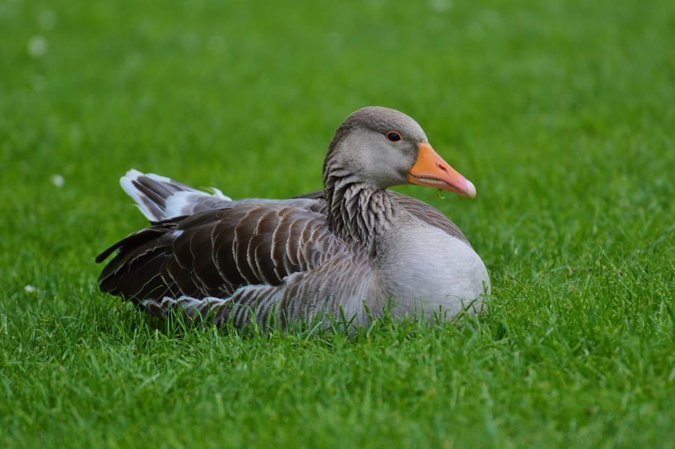 grey feathered orange beak duck preview