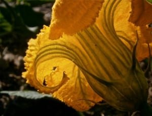 yellow devil plant thumbnail