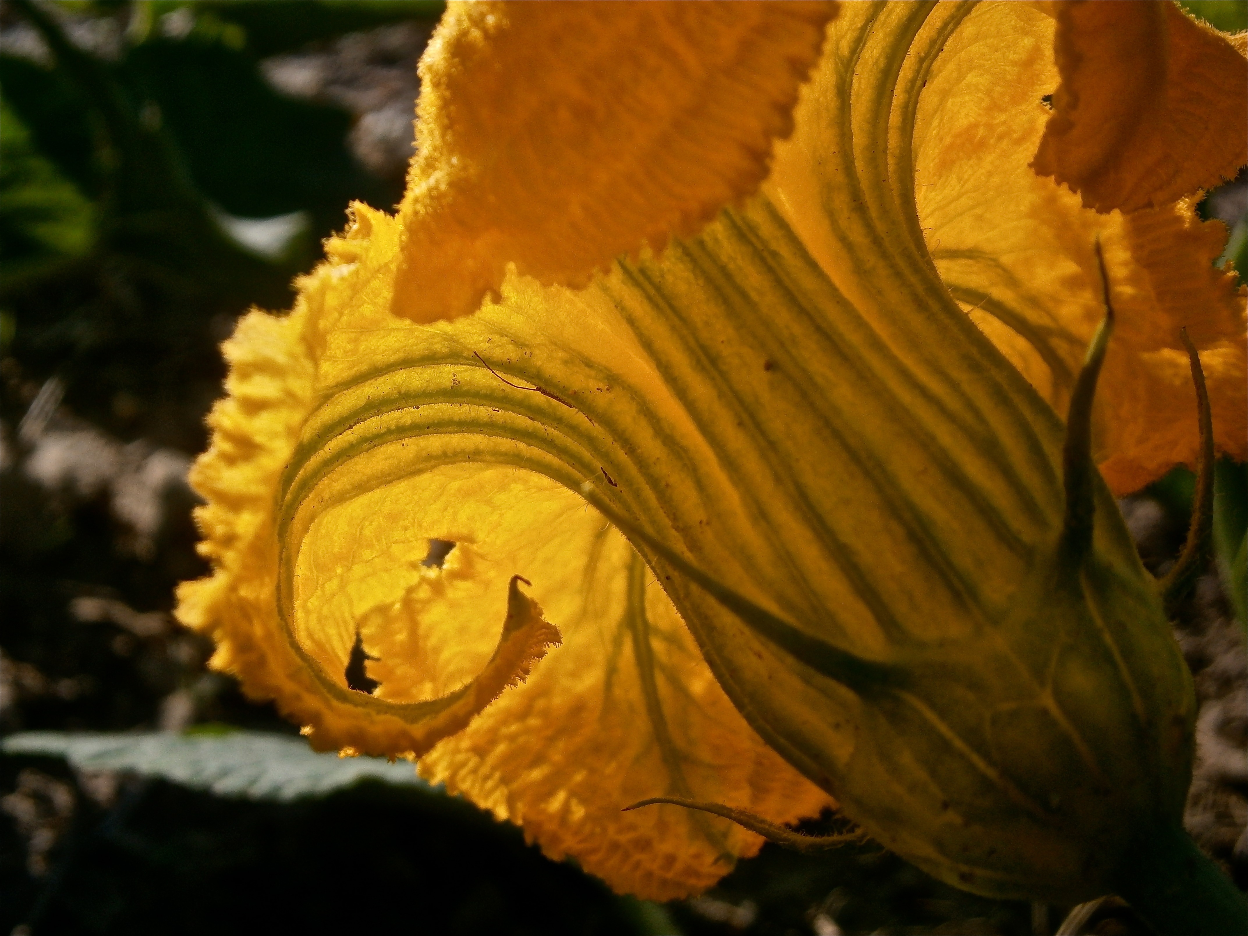 yellow devil plant